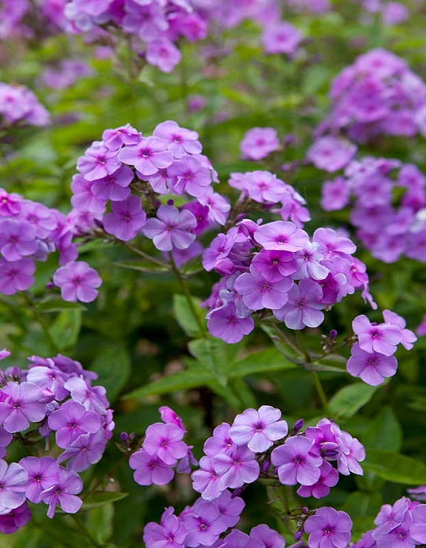 Флокс Лилак Тайм 